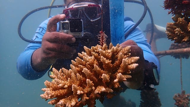 Science mission finds glimmer of hope for marine biodiversity in ocean depths off Comoros