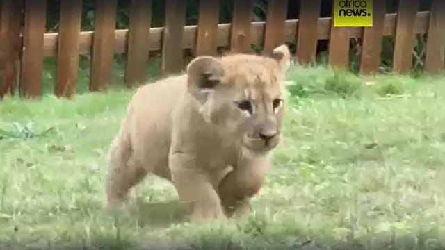Rare African Lion Quintuplets Debut at Chinese Park