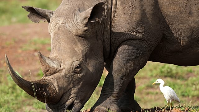 Ears 'notched' in drive to boost Kenya's Rhino population