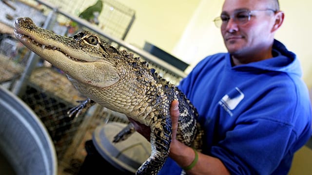 Online Boom in Exotic Pet Trade Alarms Wildlife Experts