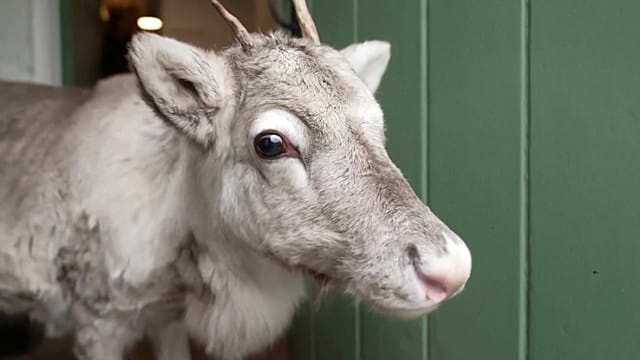 Reindeer Raised by Humans Joins Christmas Herd