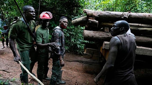Nigeria's strategy to combat illegal logging and poaching