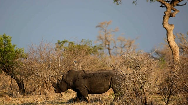 Rhino poaching in South Africa's Kruger park doubles despite national drop