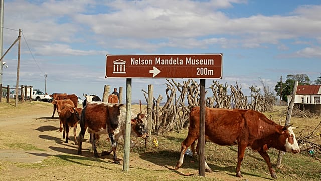 South Africa starts extensive vaccine campagin against FMD in cattle