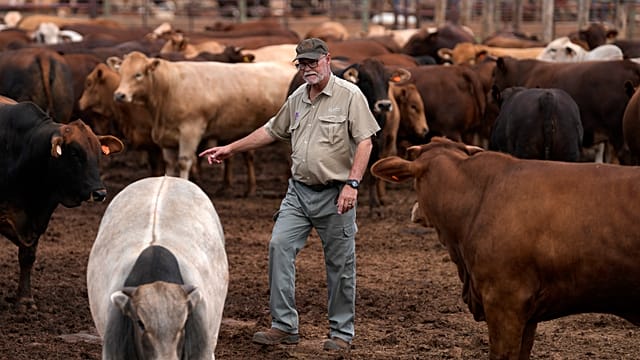 South Africa Launches Mass Vaccination, Protecting Livestock and Economic Stability