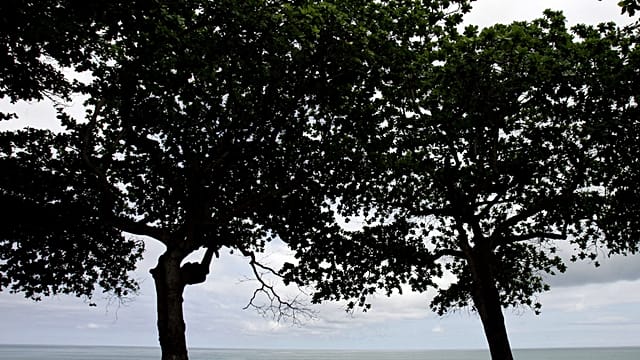 From coffee beans to forests: Rebuilding forests in São Tomé and Príncipe