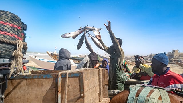 Senegal fishermen bear the cost of industrial and illegal fishing