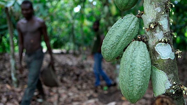 Côte d’Ivoire : les producteurs de cacao confrontés à de lourdes pertes financières