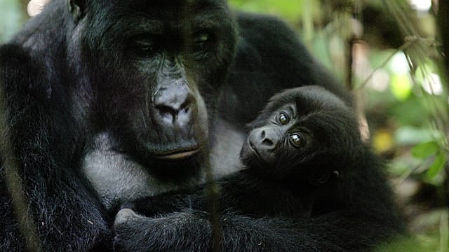 RDC : Naissance exceptionnelle de jumeaux gorilles dans le parc des Virunga
