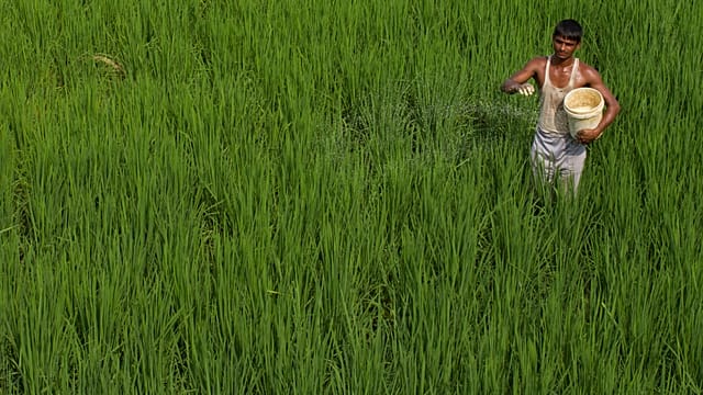 Guerre au Moyen-Orient : le coût des engrais agricoles menace la sécurité alimentaire en Afrique