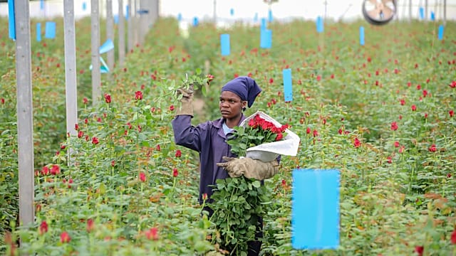 Kenya's flower industry profits wither from Middle East war effect