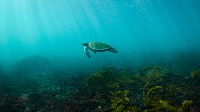 Gabon's eco-rangers battle to help threatened baby sea turtles survive