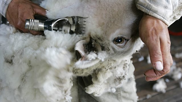 Global mohair supply flourishes in South Africa's desert