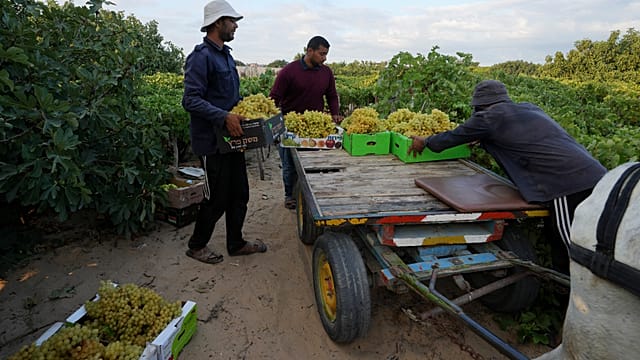 Gaza, les habitants tentent de raviver l’agriculture malgré les destructions et le blocus