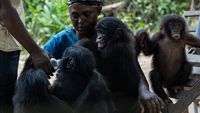RDC : les singes Bonobos, une espèce rare qui est en danger