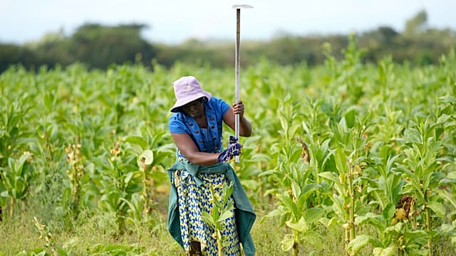 Zimbabwe small farmers grow tobacco as crop production increases