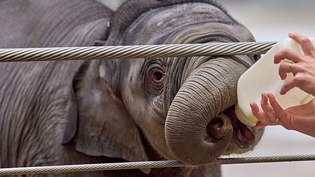 Nigeria: Rescued orphaned elephant highlights conservation f