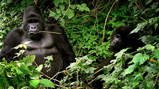 Ebola Crisis: Uganda Increases Efforts to Protect Gorillas