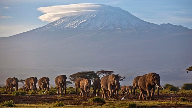 Kenya: Fifteen elephants found dead of suspected pesticide poisoning