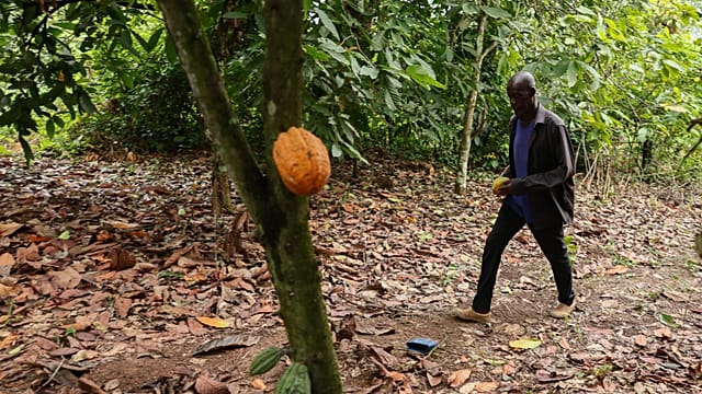 Ghana moves to jail farmers who repurpose cocoa land without approval