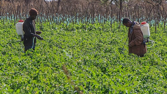 Kenyan farmers reject cyanide claims after 15 elephants die in Amboseli