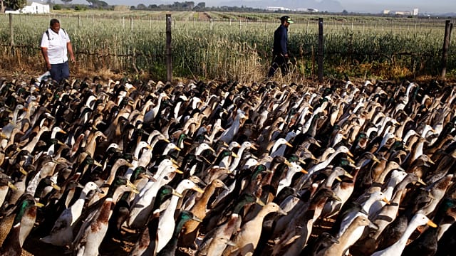 Duck brigade replaces pesticides on wine farm in South Africa