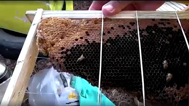 South Africa: Rescuing and relocating wild honeybees in Cape Town
