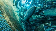 Wild vs farmed fish: what should you choose? 