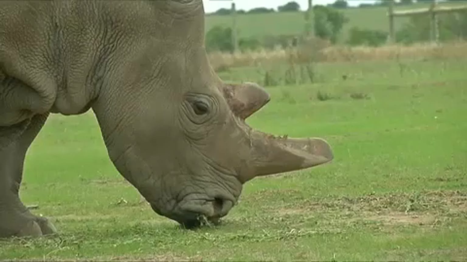 Sudan  elpusztult, de még születhetnek borjai 