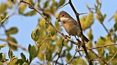 Common whitethroat