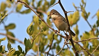 Common whitethroat