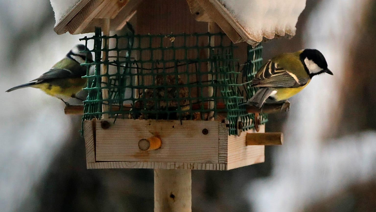 France : les oiseaux champêtres décimés