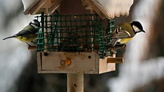 France : les oiseaux champêtres décimés