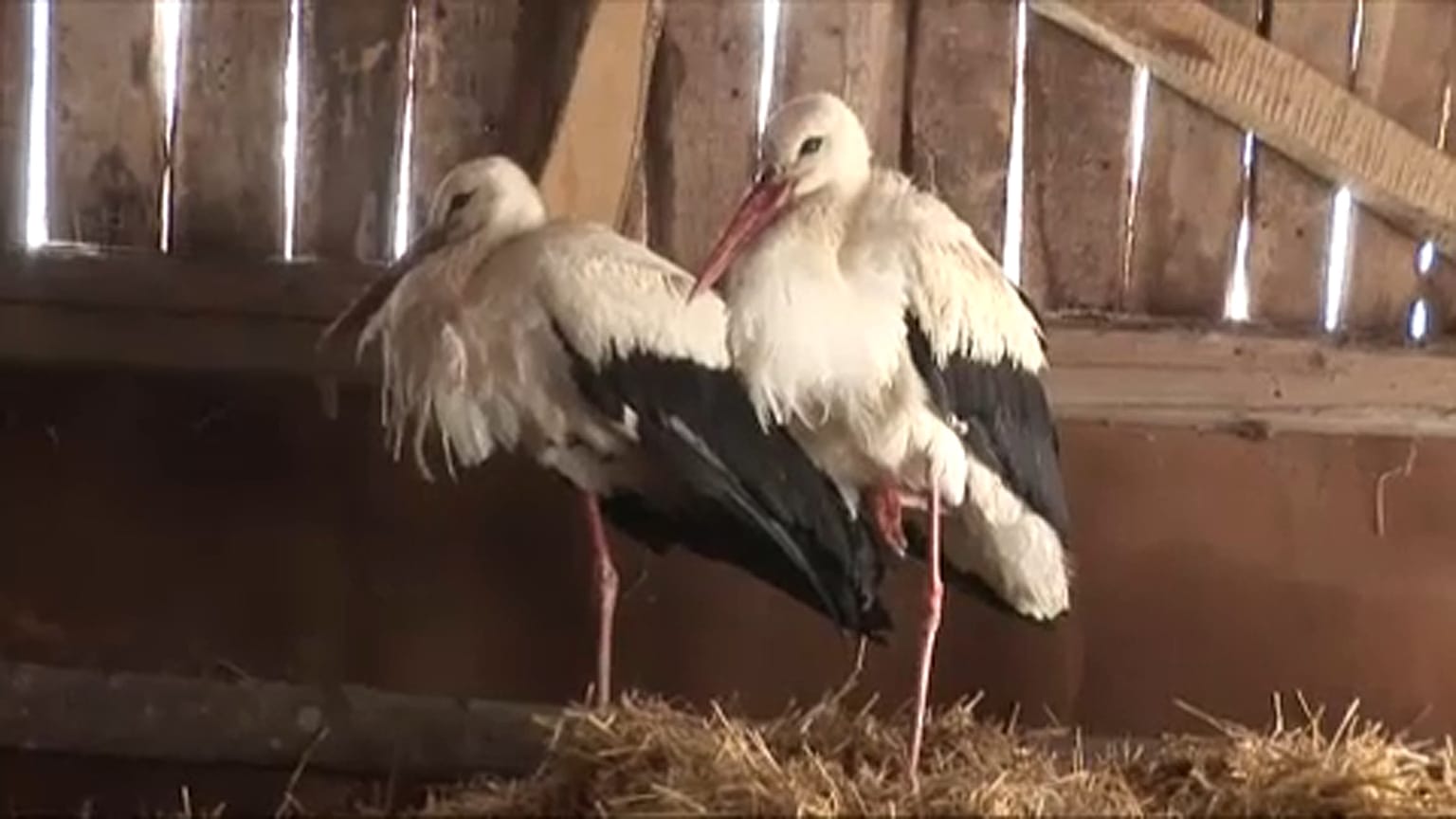 Mentik a gólyákat a falusiak