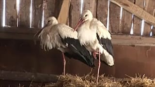 Mentik a gólyákat a falusiak