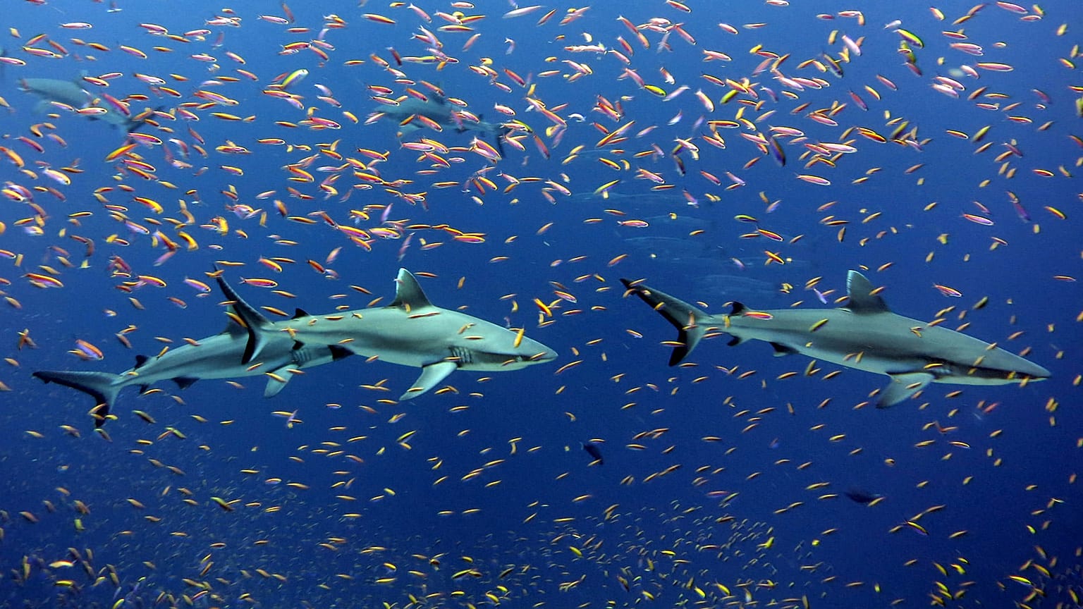 Graue Riffhaie in einem Schwarm bunter Anthias nahe der Jarvisinsel