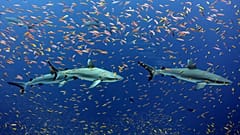 Graue Riffhaie in einem Schwarm bunter Anthias nahe der Jarvisinsel