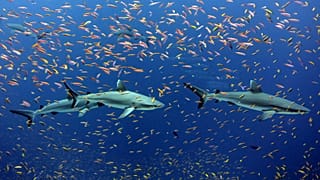 Graue Riffhaie in einem Schwarm bunter Anthias nahe der Jarvisinsel