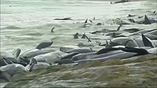 Tömeges delfinpusztulás Ausztráliában