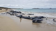 Le cimetière des baleines en Australie  