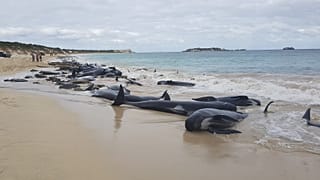 Le cimetière des baleines en Australie  