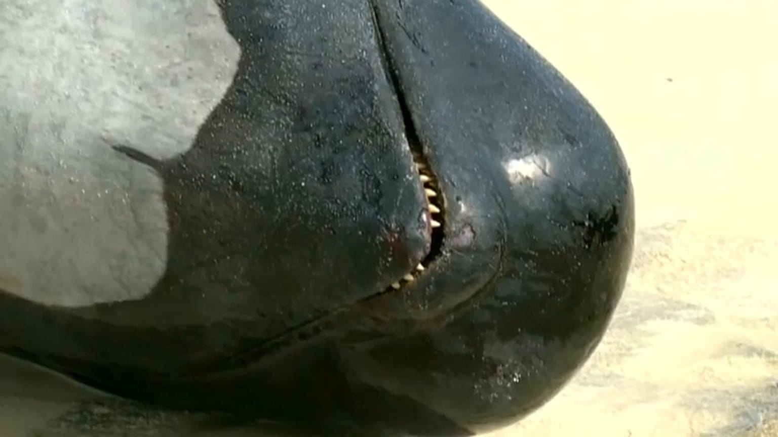 More than 150 pilot whales have become stranded in Hamelin Bay in western Australia