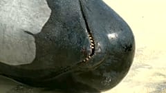More than 150 pilot whales have become stranded in Hamelin Bay in western Australia