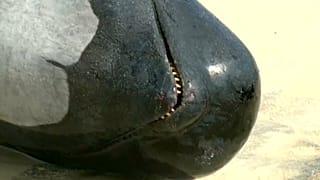 More than 150 pilot whales have become stranded in Hamelin Bay in western Australia