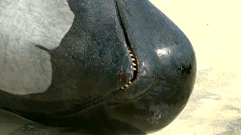 More than 150 pilot whales have become stranded in Hamelin Bay in western Australia