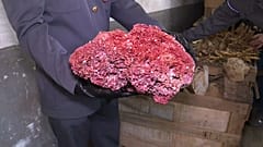 Italia, 8 tonnellate di coralli protetti sequestrati a Genova