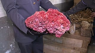 Italia, 8 tonnellate di coralli protetti sequestrati a Genova