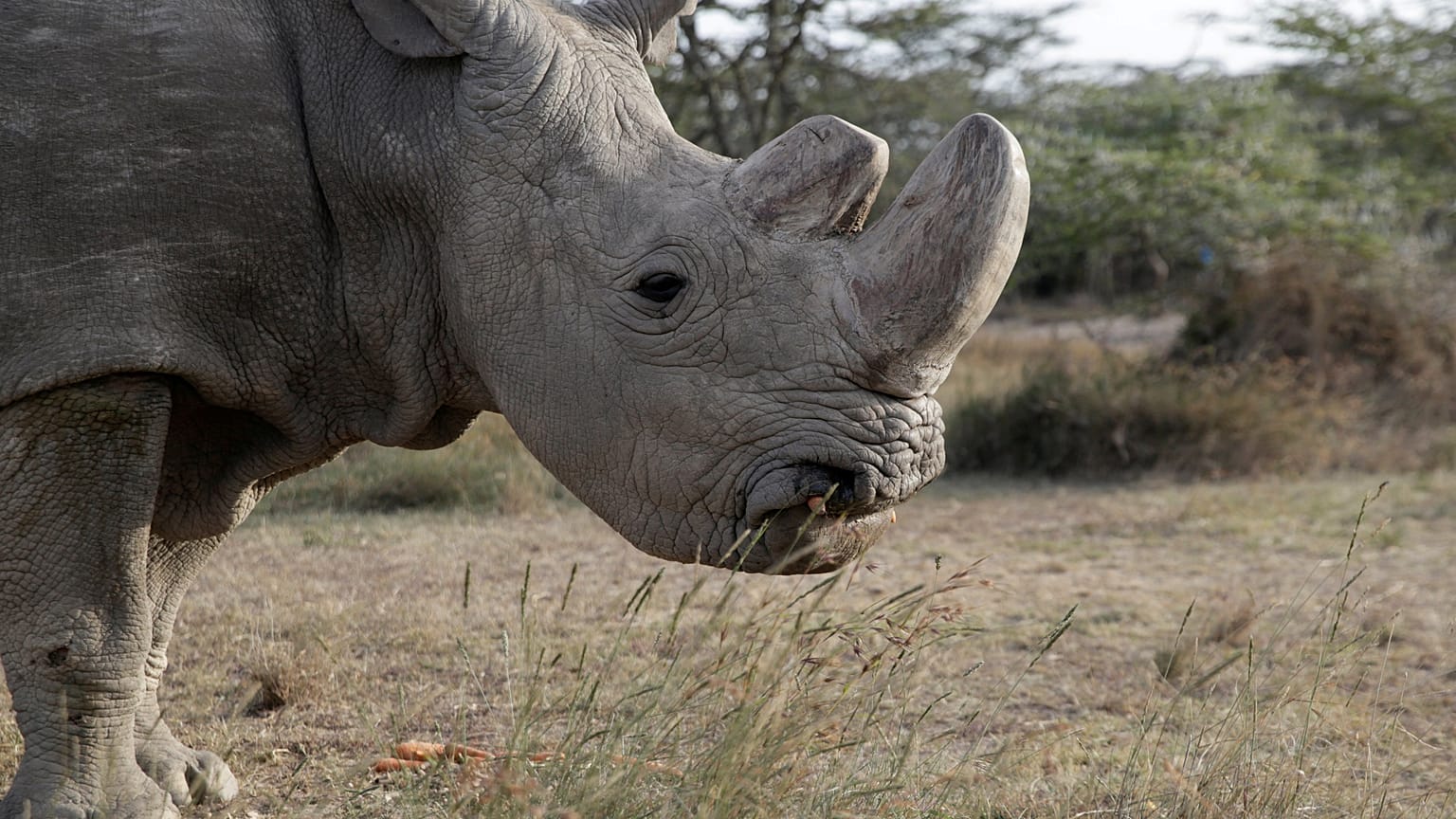 La Terre se vide de ses espèces animales et végétales