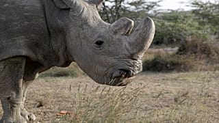 La Terre se vide de ses espèces animales et végétales