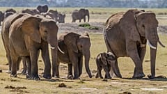 Herd of Elephants